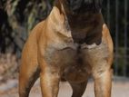 Bullmastiff Dog for Crossing