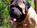 Bullmastiff Dog for Crossing