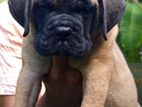 Bullmastiff Puppies