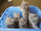 British Kittens