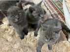 British Short Hair Kittens