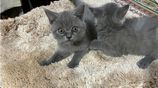 British Short Hair Kittens