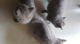 British Kittens