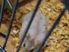 Dwarf Hamster