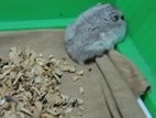 Dwarf Hamster