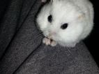 White Hamster