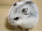 White Hamster