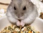 Silver Line Dwarf Hamster