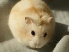 Golden Dwarf Hamster