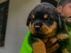 Rottweiler Puppy