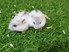 Winter White Hamster