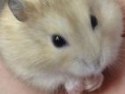 Golden Dwarf Hamster
