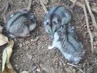 Cambell Hamster