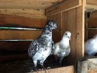 Pigeon