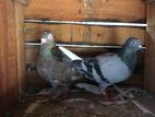 Pigeon