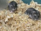 Cambell Hamster