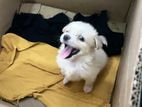 Lion Shepherd Puppy