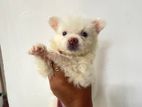 Japanese Lion Pomeranian Puppy