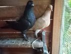 Pigeon