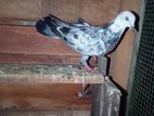 Pigeon