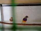 Gouldian Finch