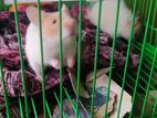 Hamster
