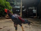 Parrot Beak Rooster