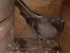 pigeons