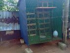 Pigeon Cage