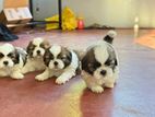 Shih Tzu Puppies