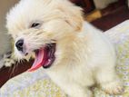 Shih Tzu Puppy