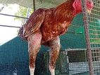 Velladiyan Rooster
