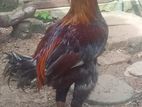 Rooster