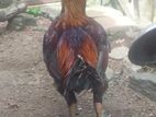 Farm Hen