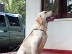 Labrador Dog