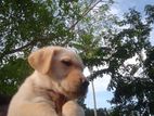 Labrador Puppy