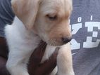 Labrador Puppy