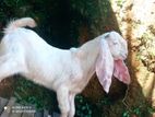 Goat (Eluwa)