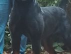 Rotweiler Dog for Crossing