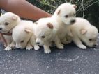 Pomeranian Puppy