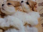 Male Shihtzu