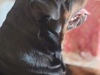 Serbian Rottweiler for Stud