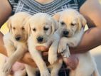 Labrador Puppies