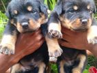 Rottweiler Puppies