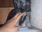 German Shepherd Long Coat Puppy