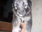 German Shepherd Long Coat