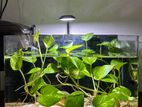 Planted Aquarium Tank