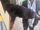 Purebred Rottweiler Female Puppy