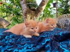 Persian Kitten