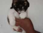 Shih-Tzu Puppies